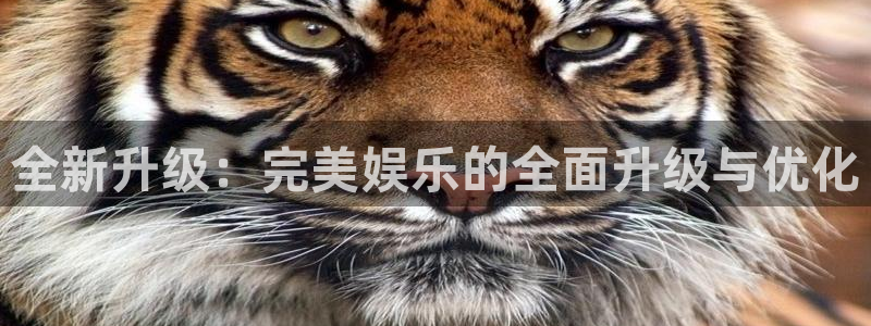 卧龙娱乐：全新升级：完美娱乐的全面升级与优化